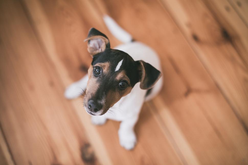 Free Image of Black and White Dog Sitting on Wooden Floor 