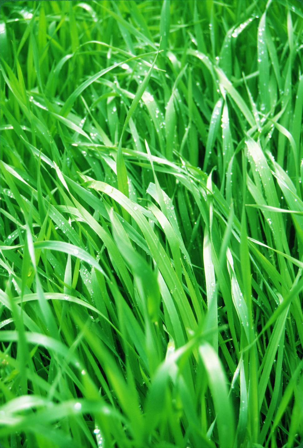 Free Image of Organic grass background 