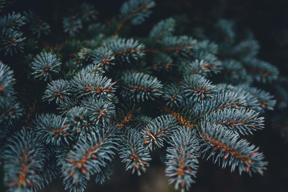 Free Image of Close Up of a Pine Tree Branch 