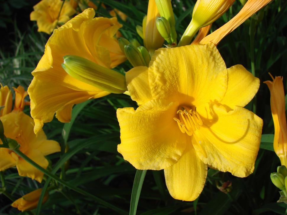 Free Image of Close Up of Yellow Flowers in a Field 