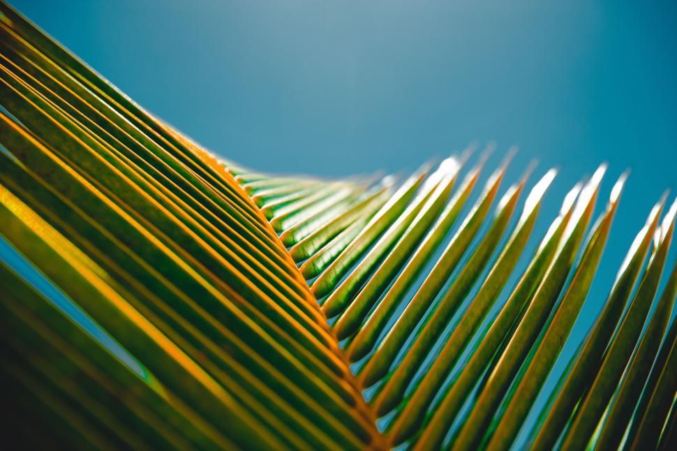 Free Image of Close Up of Palm Leaf With Blue Sky Background 