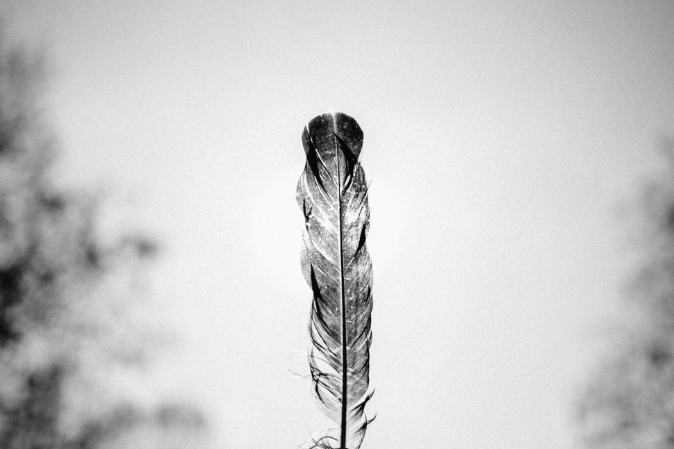 Free Image of Monochromatic Feather Close-Up 