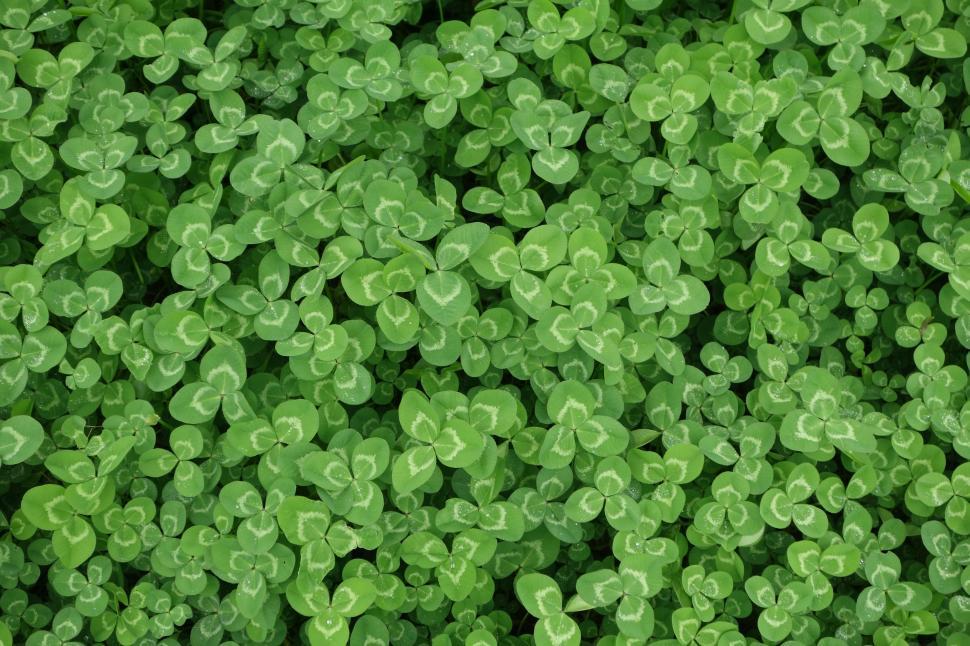 Free Image of Close Up of Vibrant Green Leaves 