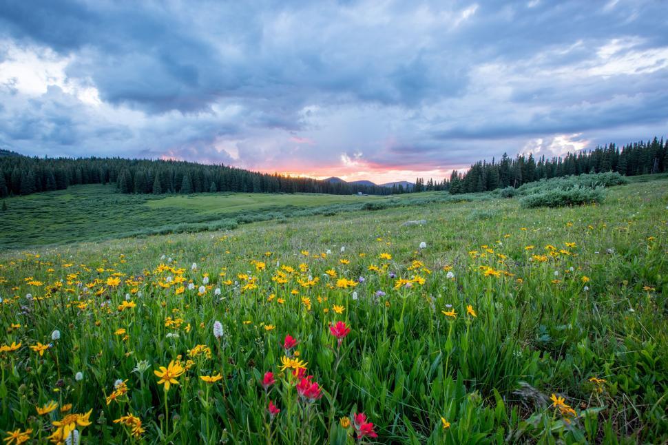 Free Image of Field of Flowers Under Cloudy Sky 