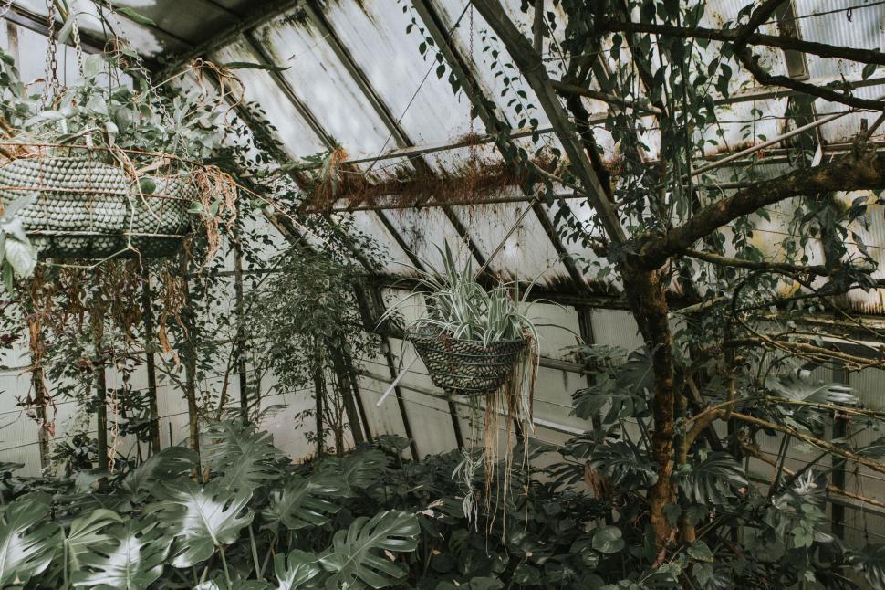 Free Image of Abundant Green Plants in a Greenhouse 