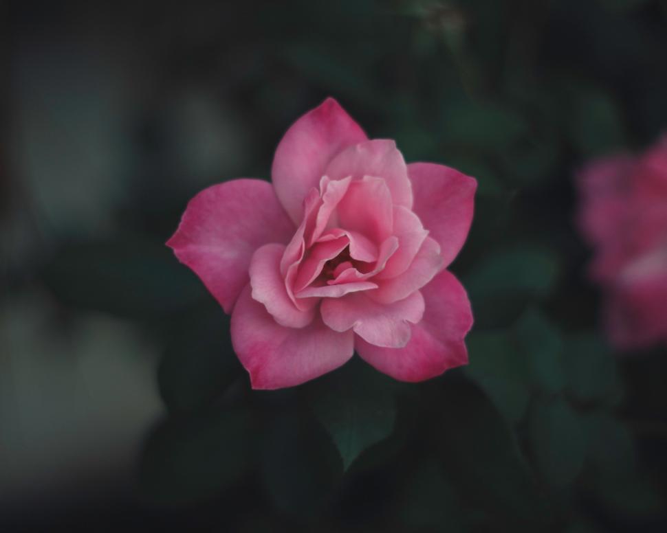 Free Image of A Pink Rose Blooms in the Dark 