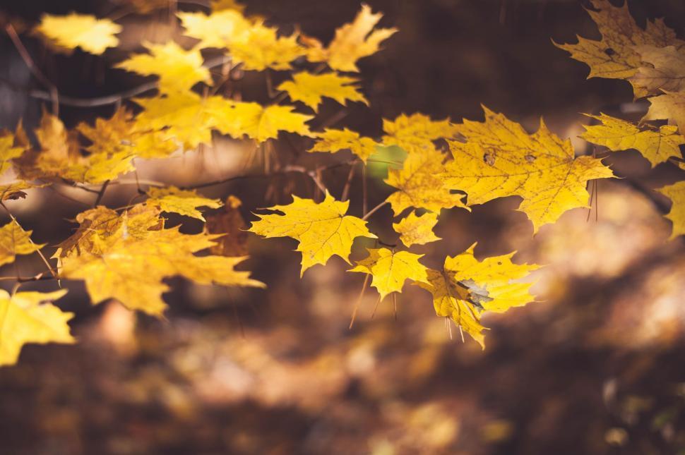 Free Image of Close Up of Yellow Leaves on a Tree 