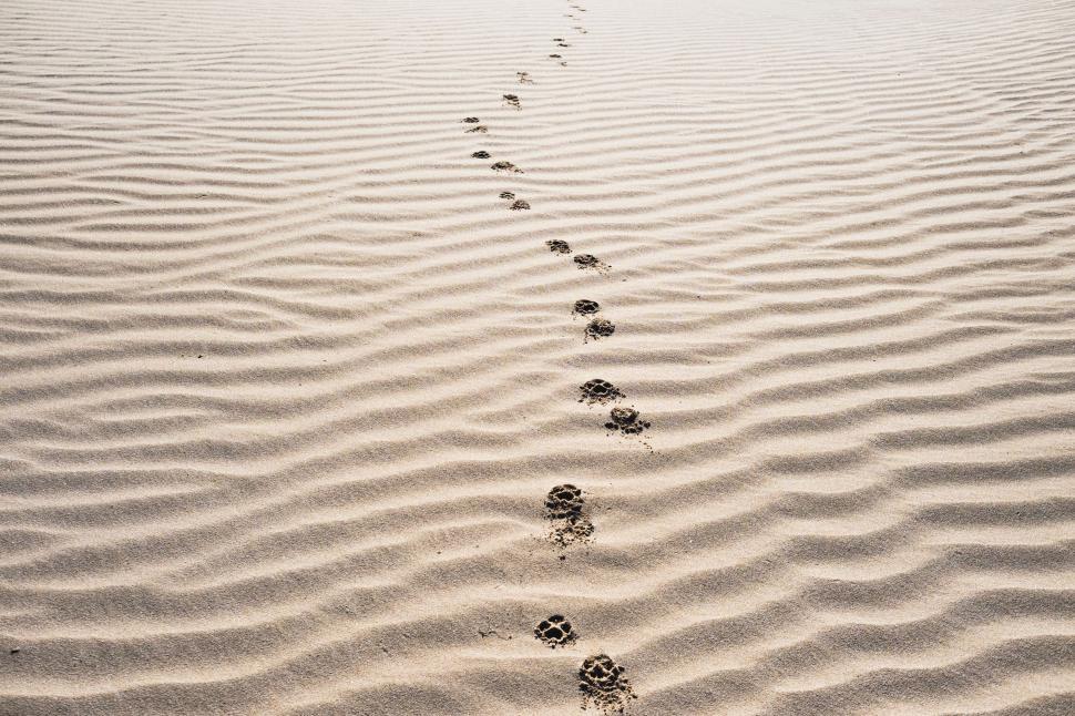 Free Image of Long Line of Footprints in the Sand 