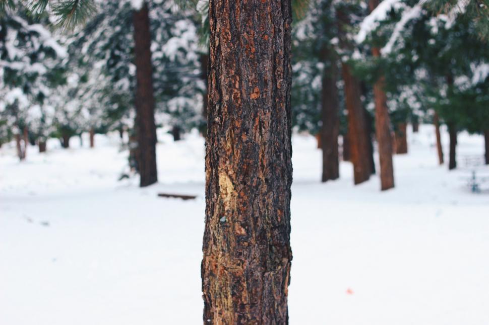 Free Image of Pine Tree in Snowy Forest 
