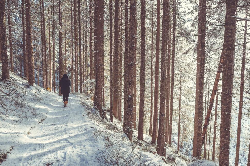 Free Image of Person Walking Down Snow Covered Path in Woods 