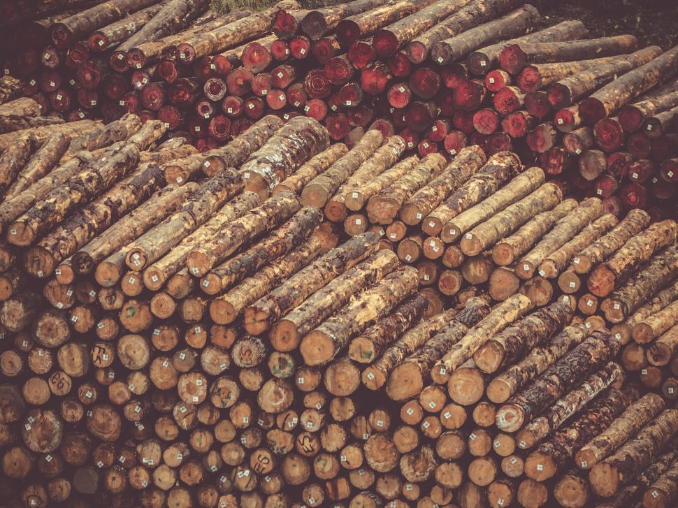 Free Image of Stack of Logs in Forest Clearing 