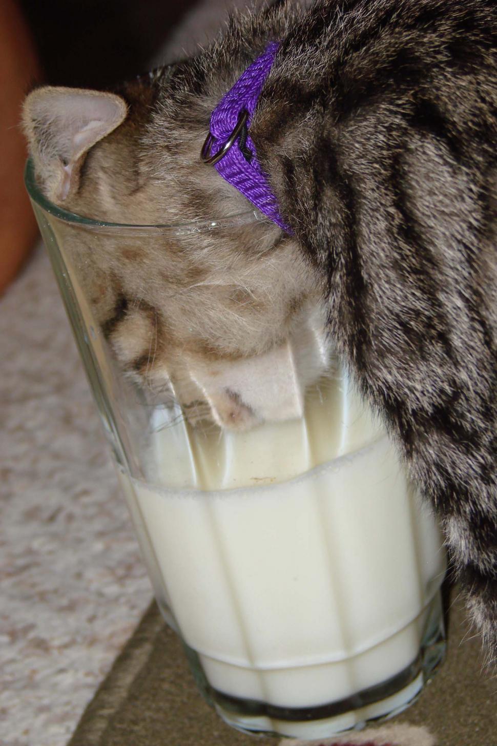 Free Image of Cat Drinking Milk From Glass 
