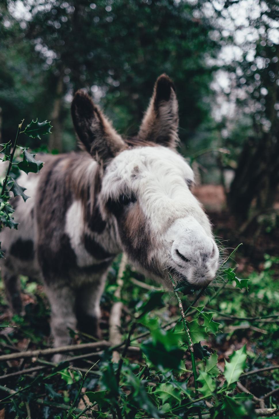 Free Image of Donkey Standing in Forest Eating Leaves 