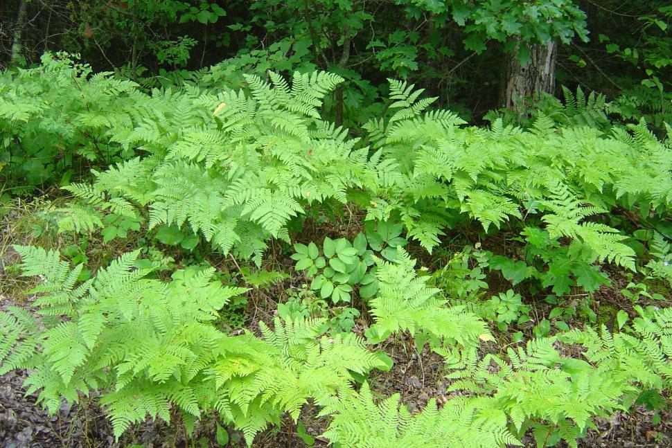 Free Image of Forest Ferns 