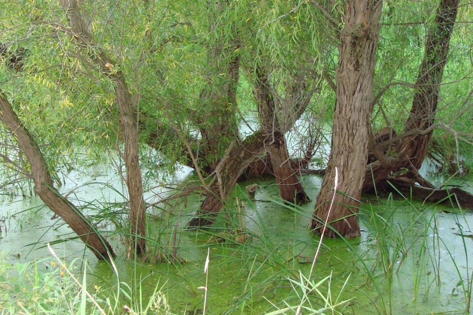 Free Image of Trees Submerged in Water 