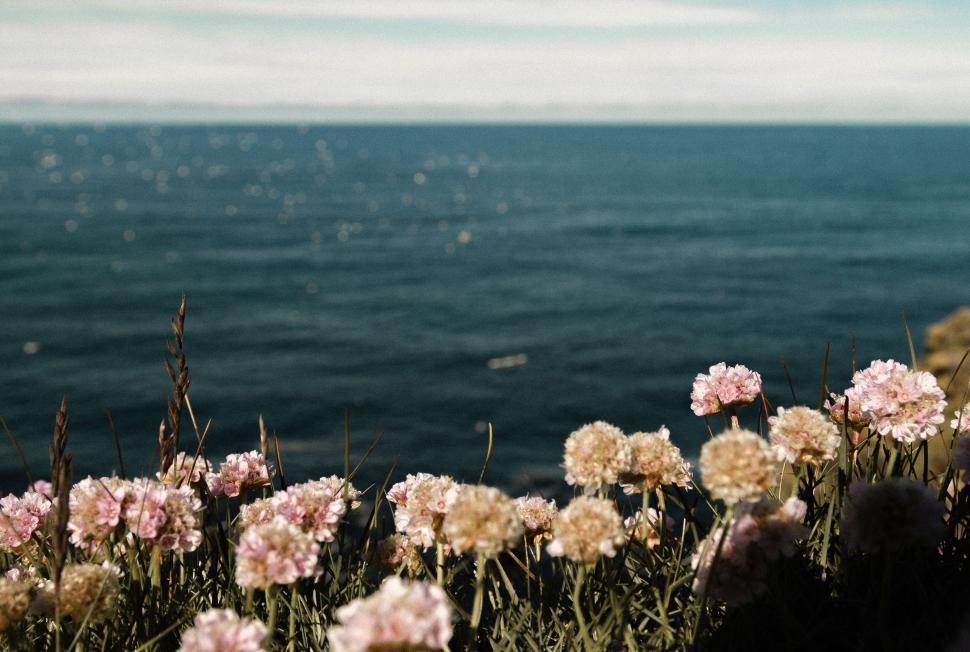 Free Image of Flowers by the Water 
