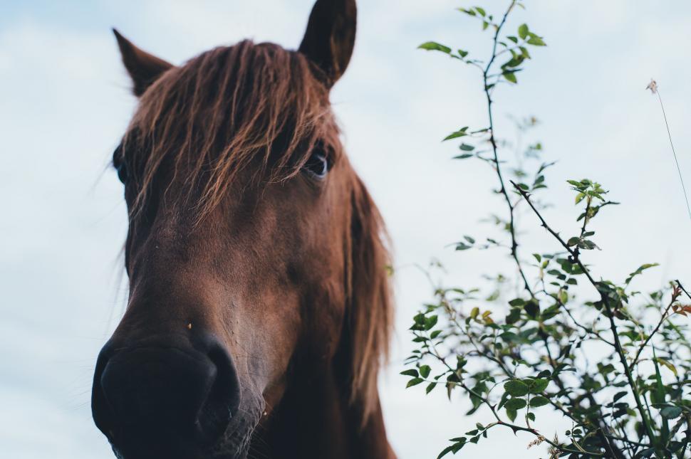 Free Image of Brown Horse Standing Next to Tree 