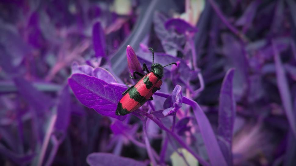 Free Image of Red and Black Bug on Purple Plant 