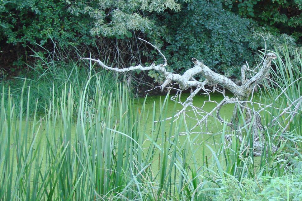 Free Image of Dead Tree in Lush Green Field 