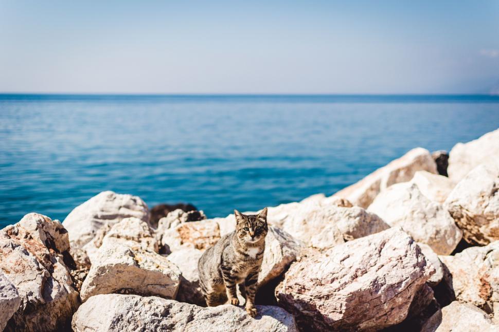 Free Image of Cat Standing on Rocks by Water 