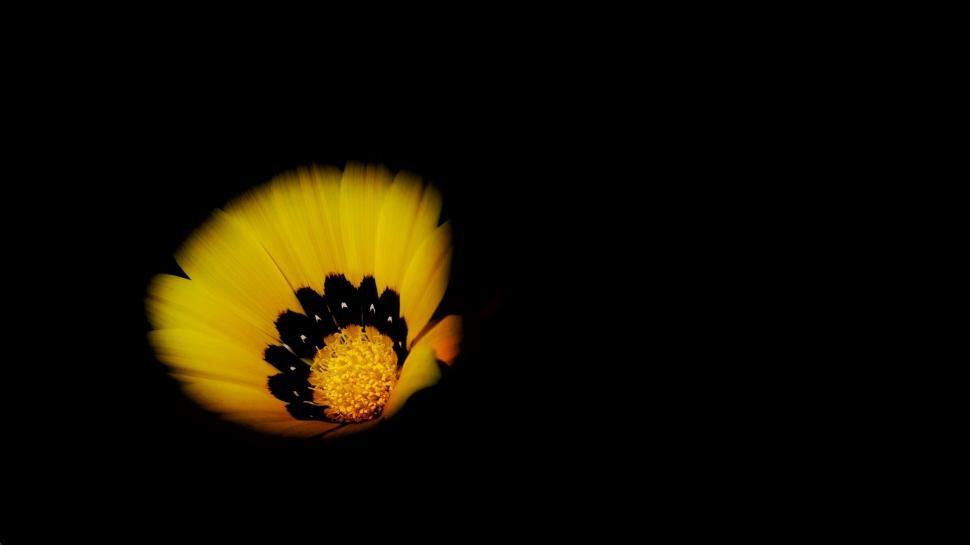 Free Image of Black and Yellow Flower Blooming in Dark Environment 