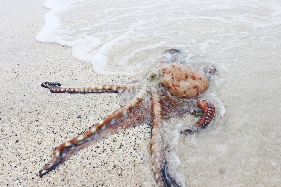 Free Image of Octopus Washed Up on Beach 