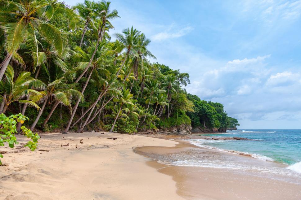 Free Image of Sandy Beach With Palm Trees on a Sunny Day 