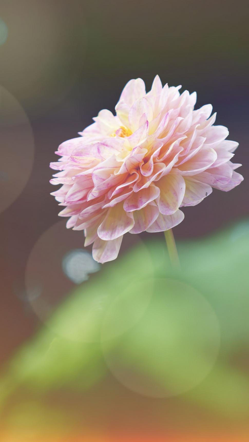 Free Image of Pink Flower Resting on Green Leaf 