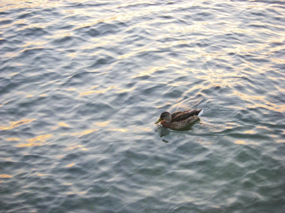 Free Image of Duck on lake 