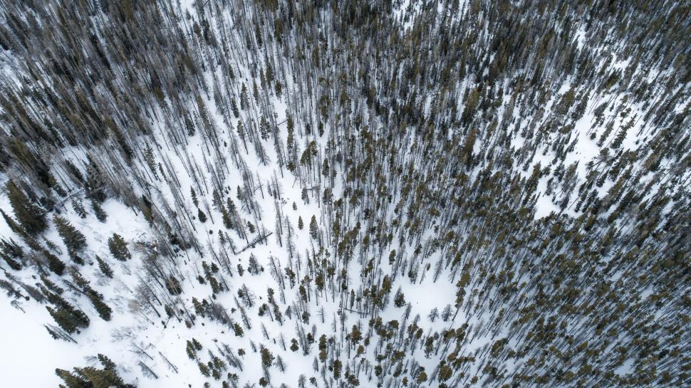 Free Image of Aerial View of Snow Covered Forest 