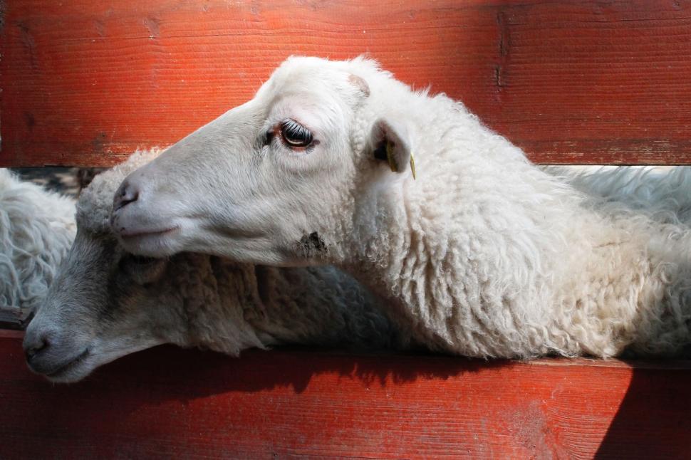 Free Image of Close Up of Sheep Laying on Bench 