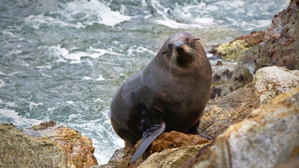 Free Image of Seal Sitting on Rock by Ocean 