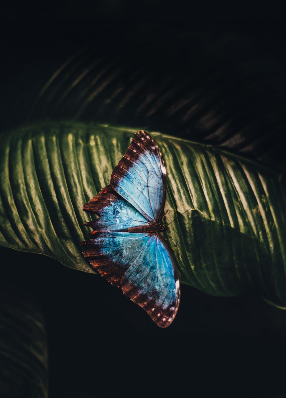 Free Image of Blue Butterfly Perched on Green Leaf 