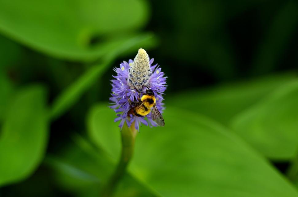 Free Image of Purple Flower With Bee 
