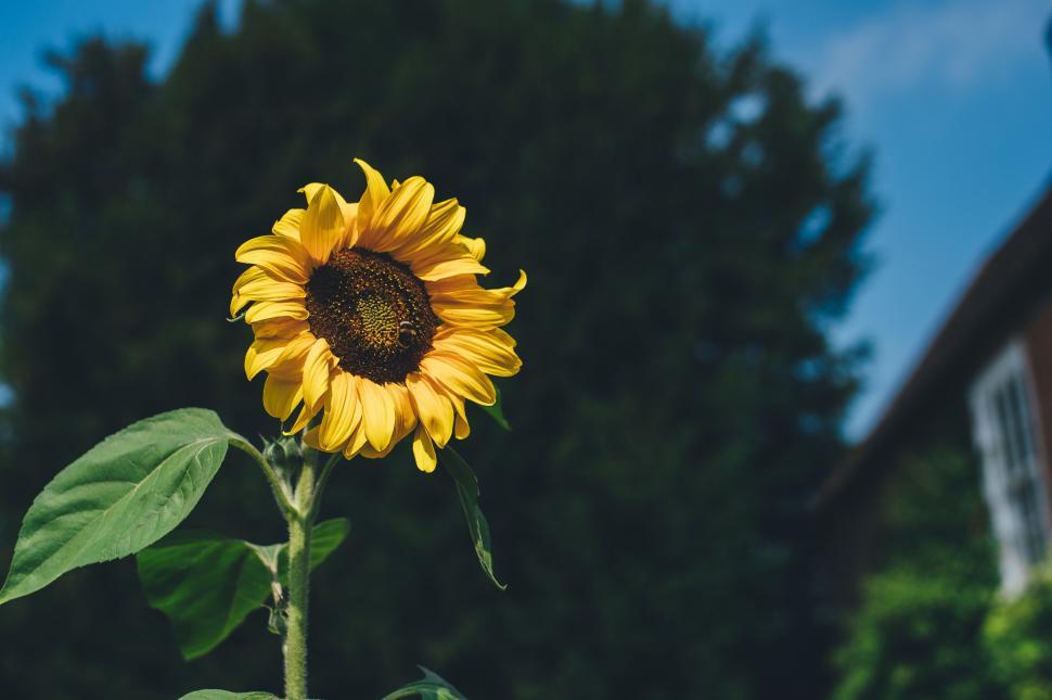 Free Image of Large Sunflower Blooming in Front of House 