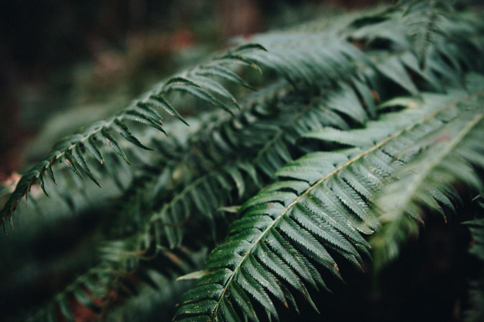 Free Image of Lush Green Plant With Abundant Leaves Close-Up 
