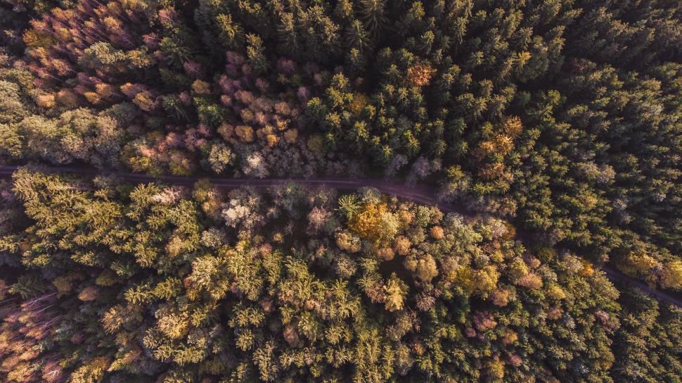 Free Image of Aerial View of Road in Forest 