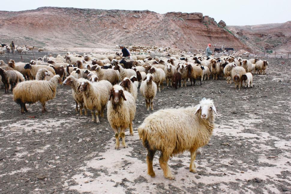 Free Image of Herd of Sheep Standing on Top of a Dirt Field 