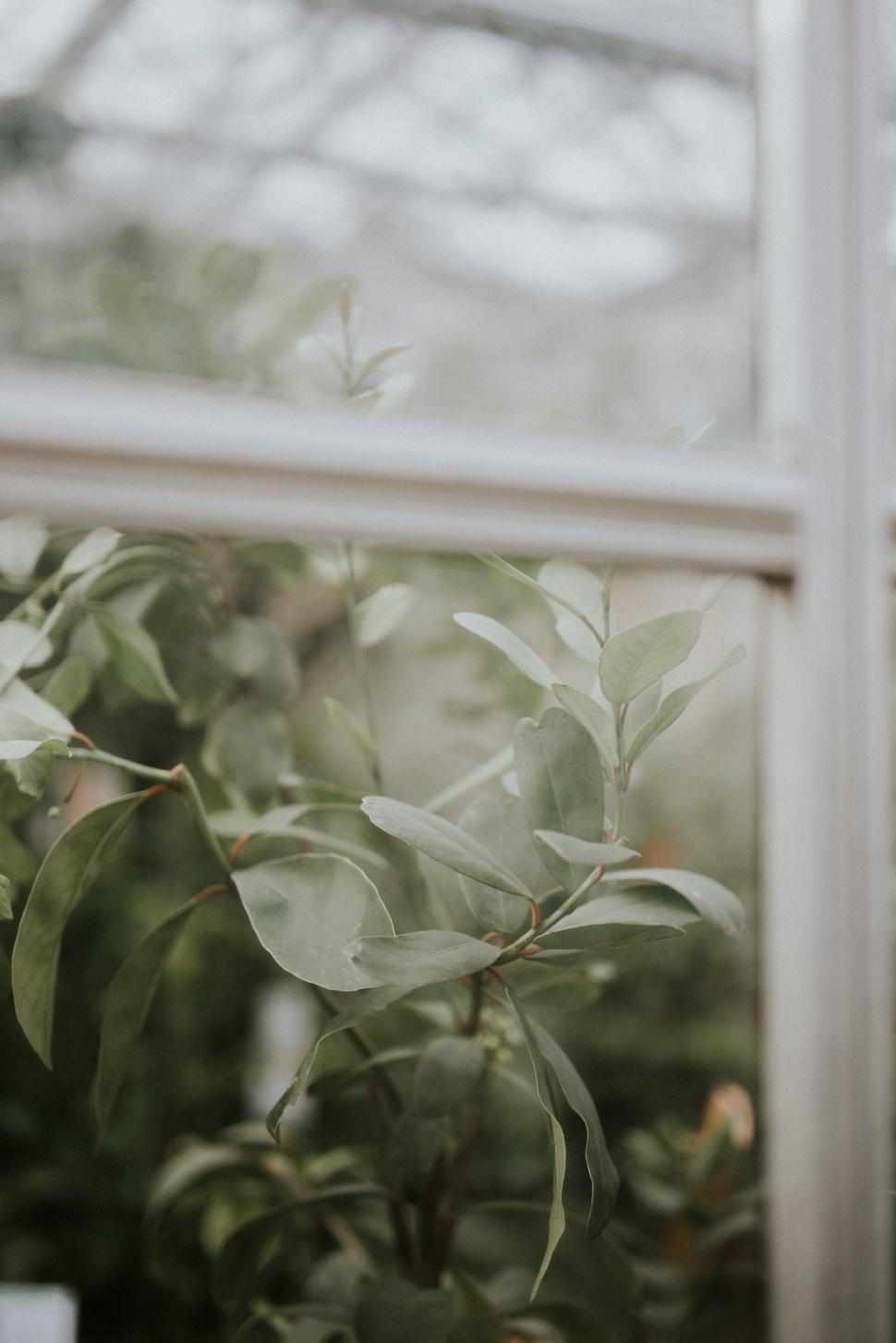 Free Image of Potted Plant in Front of Window 