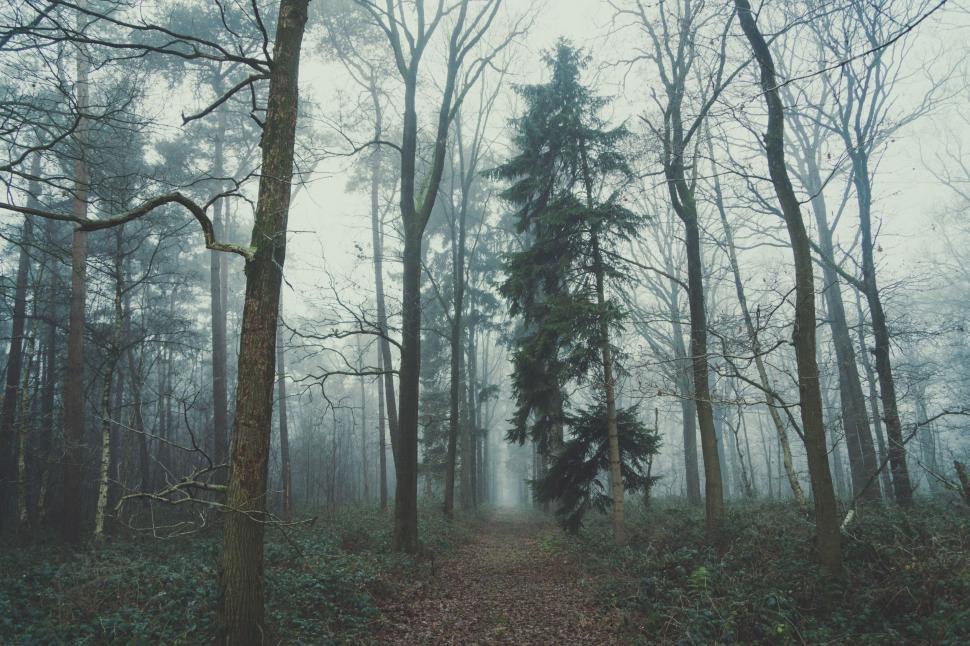 Free Image of A Path Through a Foggy Forest 