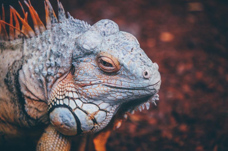 Free Image of Close Up of an Iguana on the Ground 