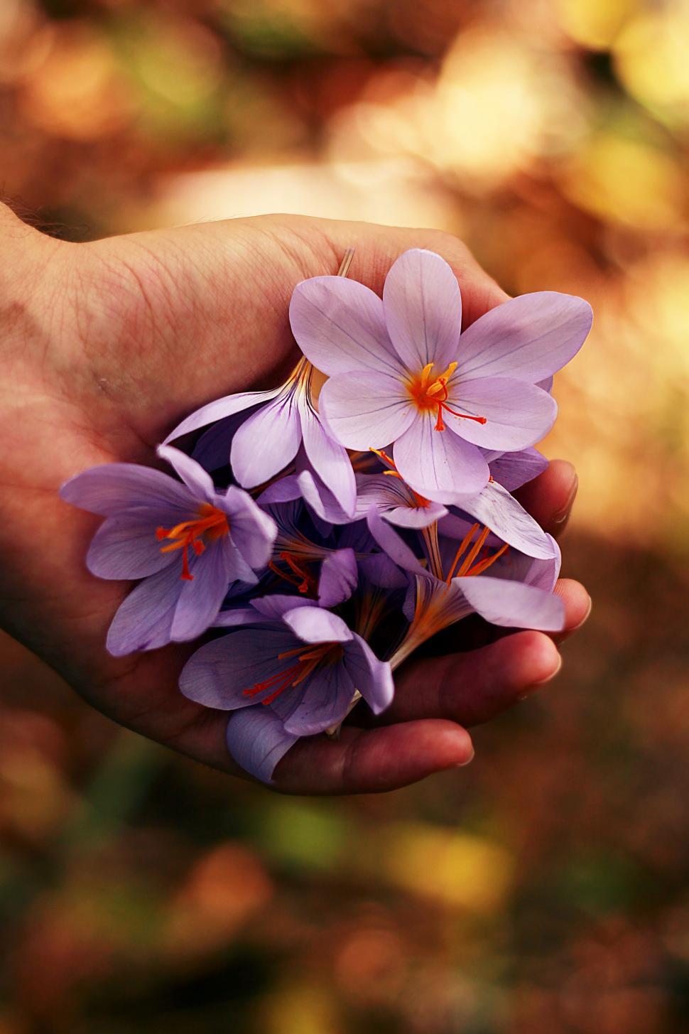 Free Image of Hand Holding Bunch of Purple Flowers 