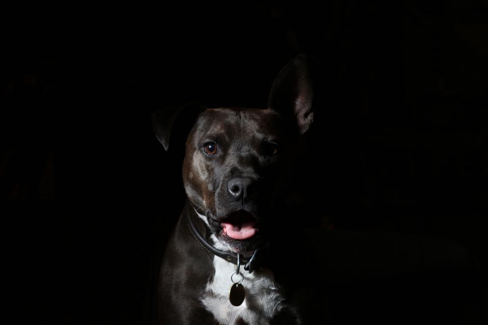 Free Image of Dog Sitting in the Dark 
