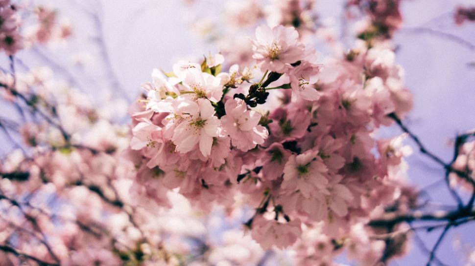 Free Image of Pink Flowers Blooming on Tree Branch 