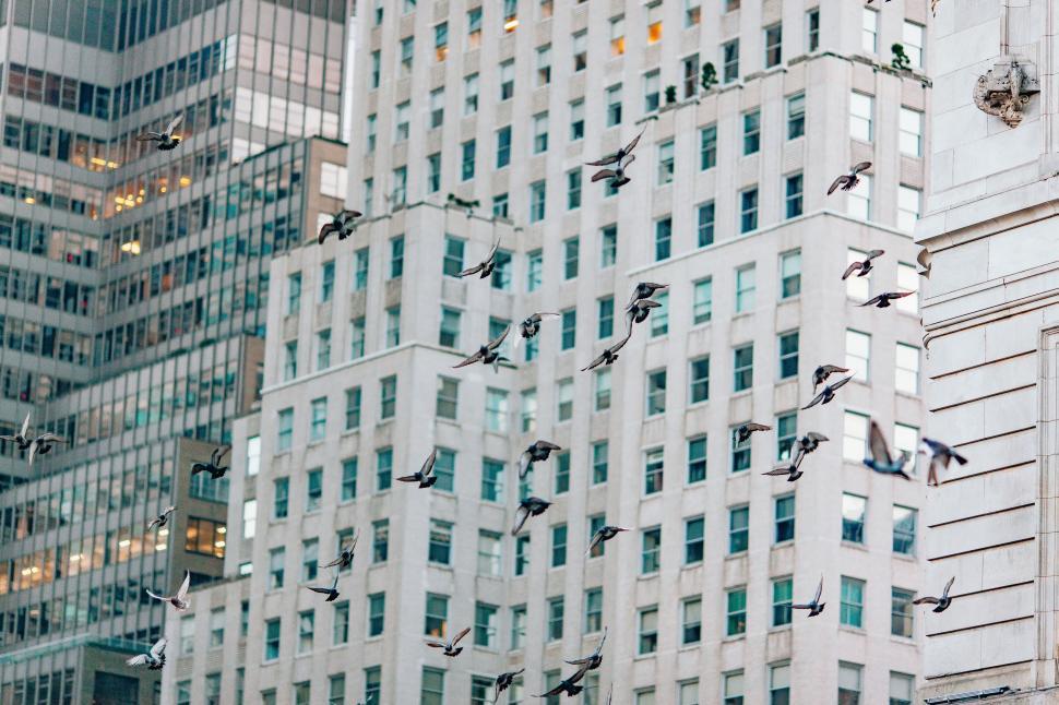 Free Image of A Flock of Birds Flying Over a Tall Building 