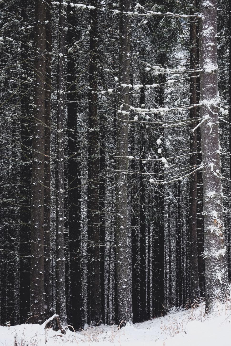 Free Image of Snowy Forest in Black and White 