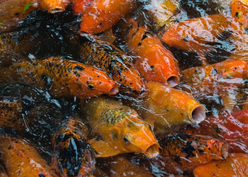 Free Image of School of Fish Swimming in Water 