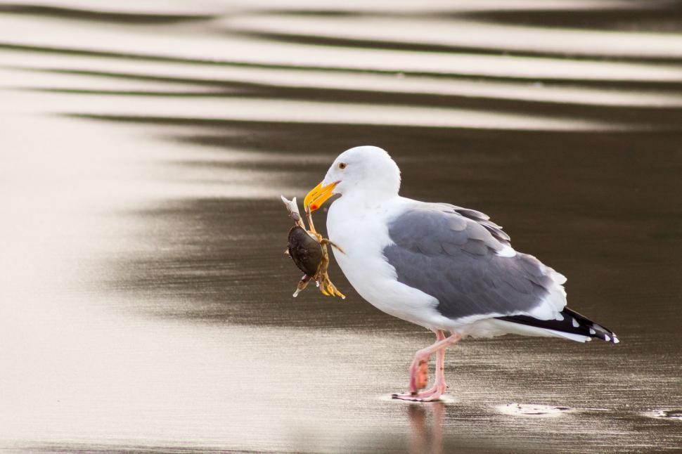Free Image of Seagull Carrying Fish on Beach 