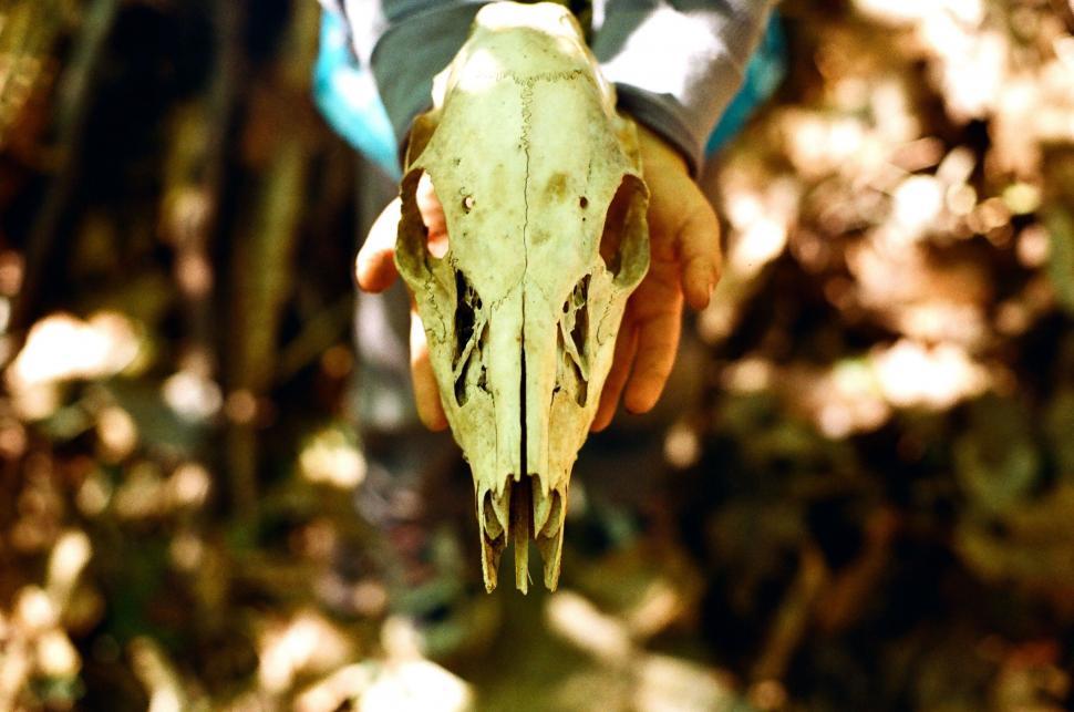 Free Image of Person Holding Large Animal Skull 