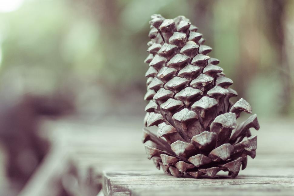 Free Image of Pine Cone on Wooden Table 